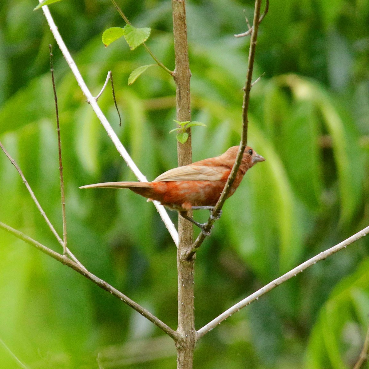 Silver-beaked Tanager - ML391901441