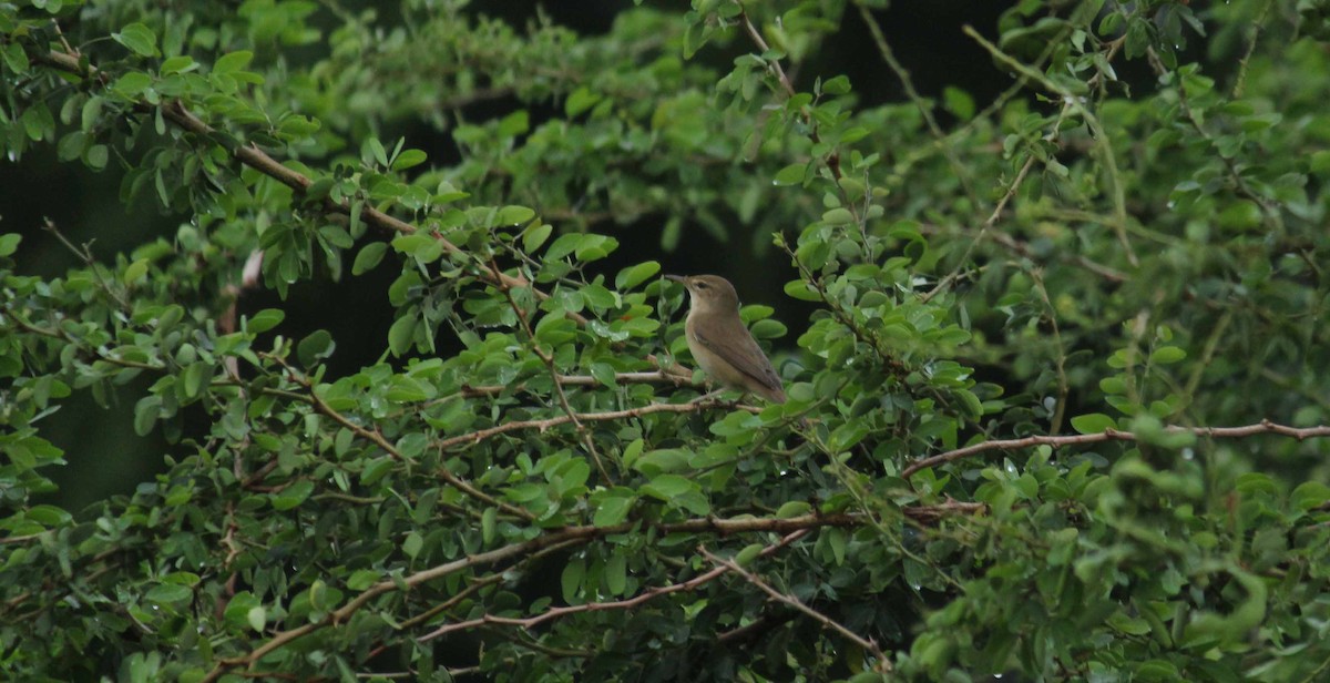 Blyth's Reed Warbler - ML39190181