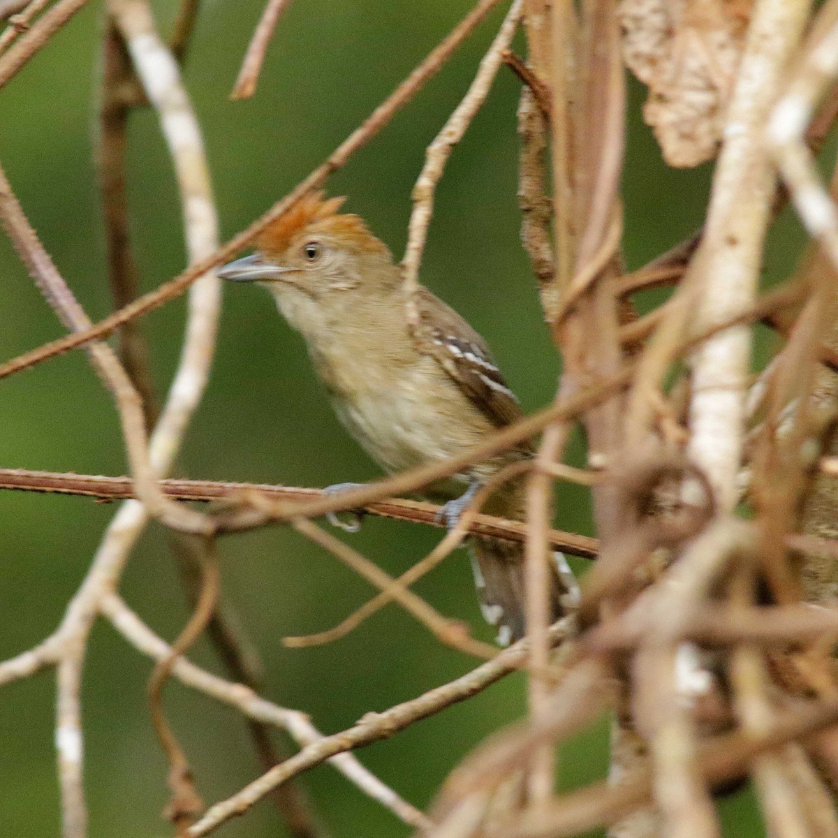 Northern Slaty-Antshrike - José Dionísio JDionísio