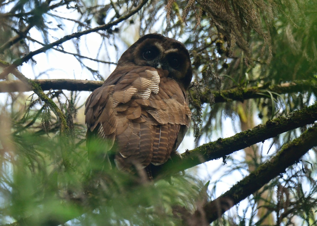 Brown Wood-Owl - ML391901941