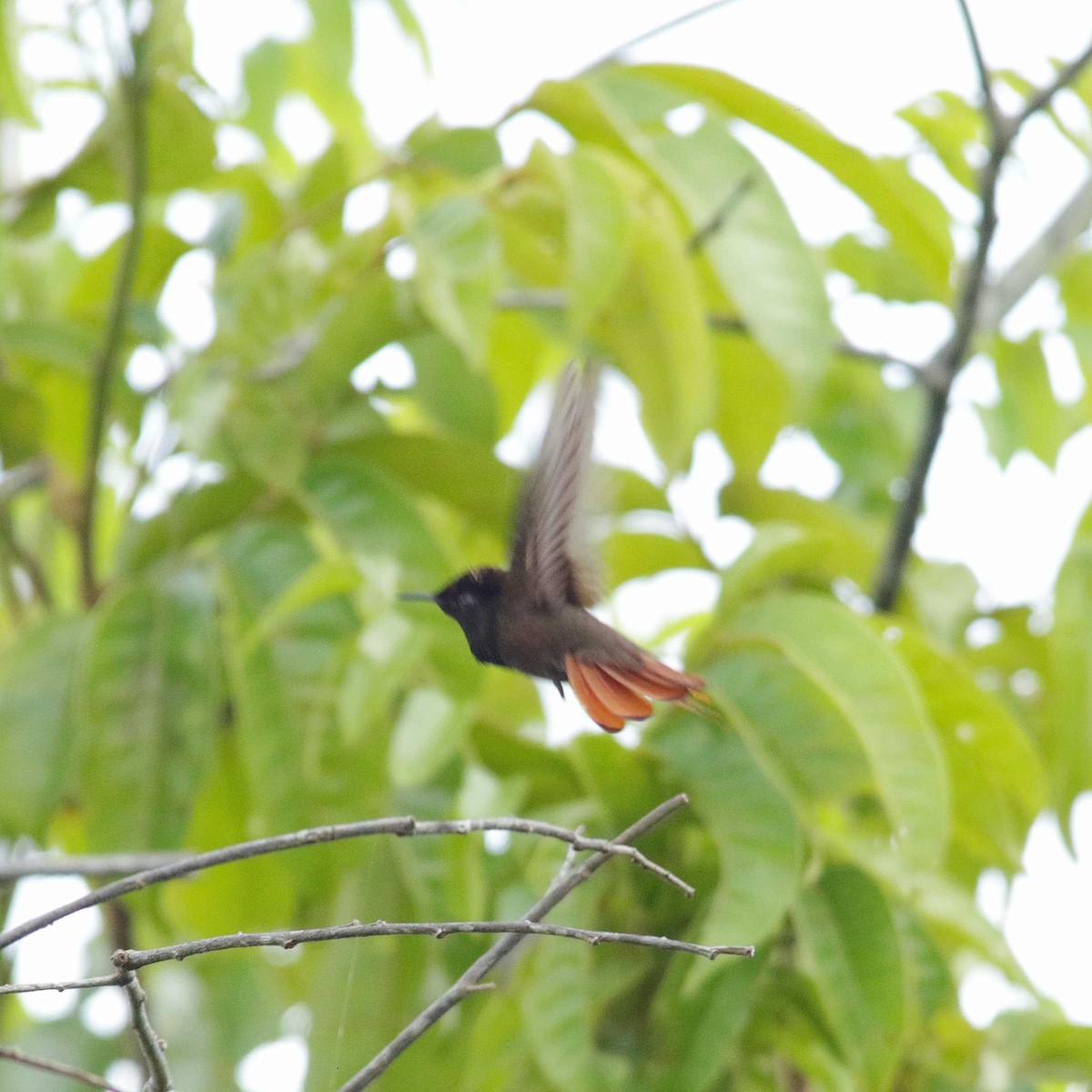 kolibřík červenohlavý - ML391902191