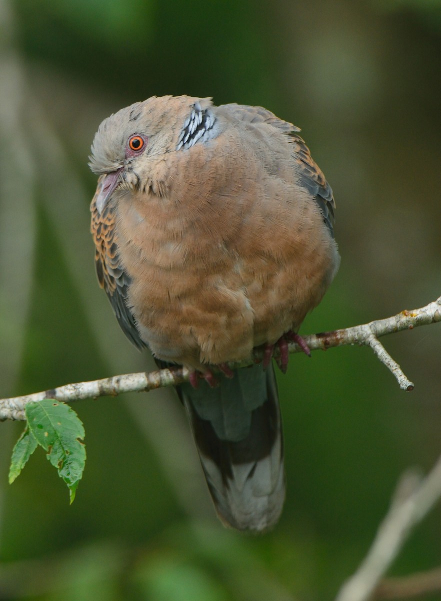 Oriental Turtle-Dove - ML391902651