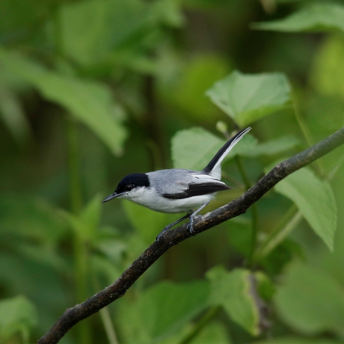 Tropical Gnatcatcher - ML391903481