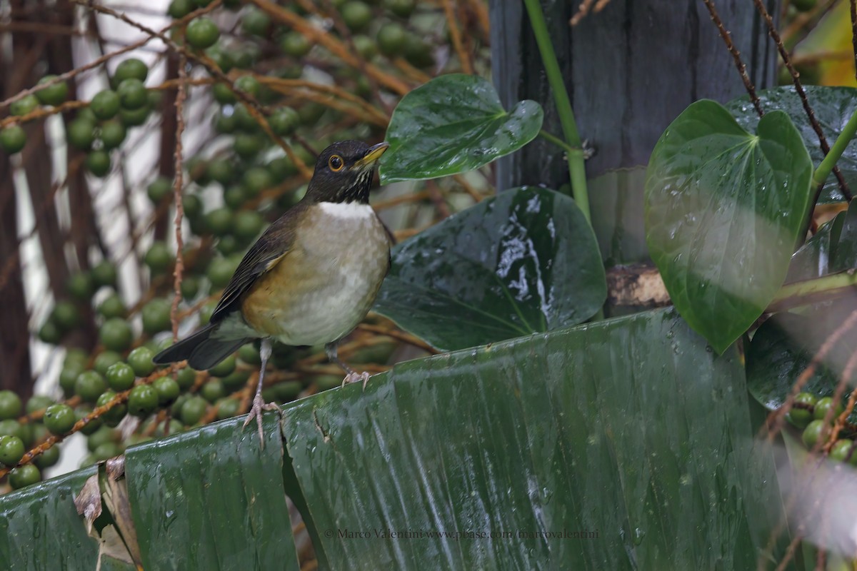 White-necked Thrush - ML391904411