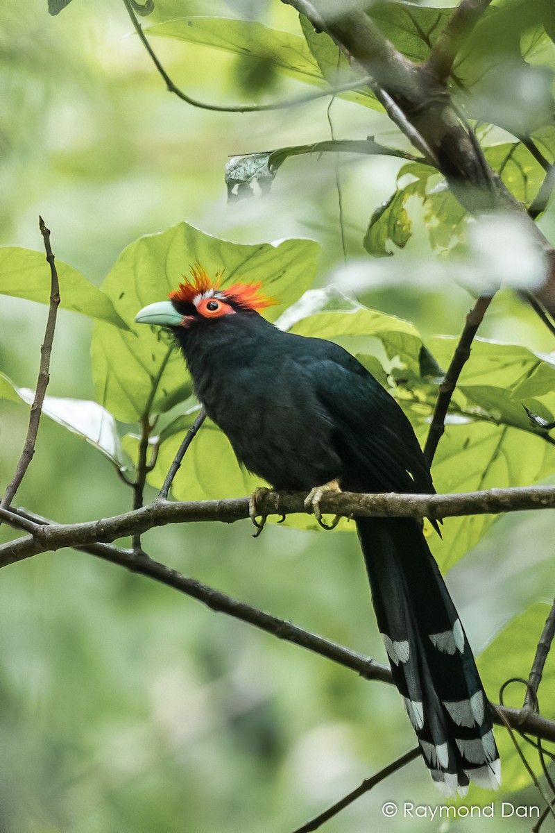 Red-crested Malkoha - ML391904491