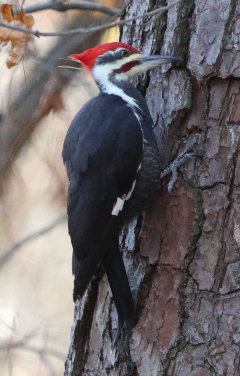 Pileated Woodpecker - ML391904971