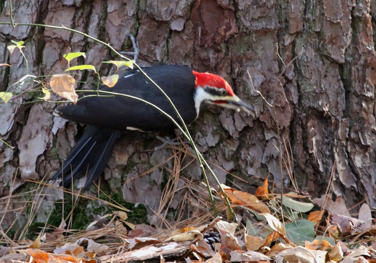 Pileated Woodpecker - ML391905021