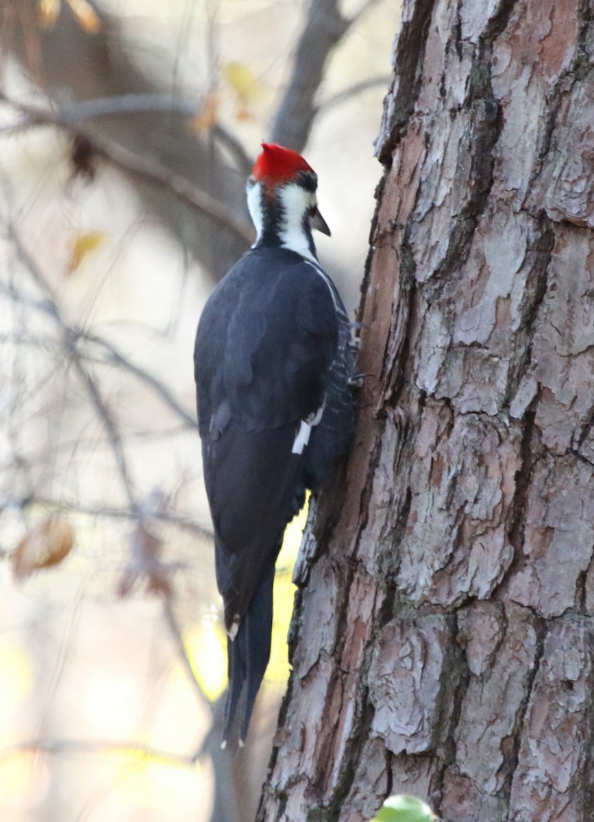 Pileated Woodpecker - ML391905031