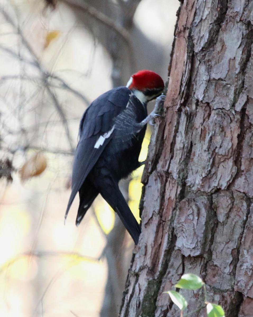 Pileated Woodpecker - ML391905041