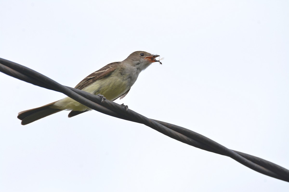 Large Elaenia - Dante Gabriel Moresco