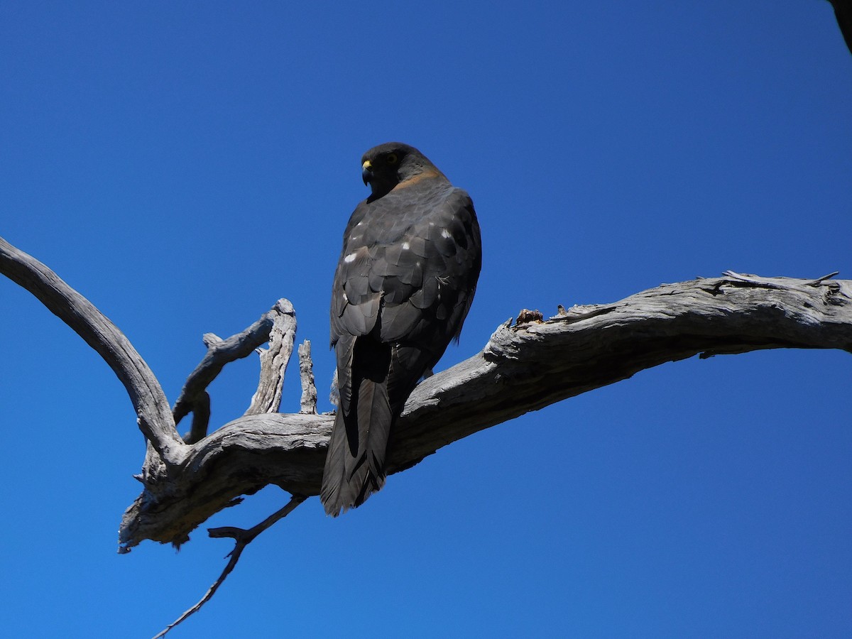 Brown Goshawk - George Vaughan