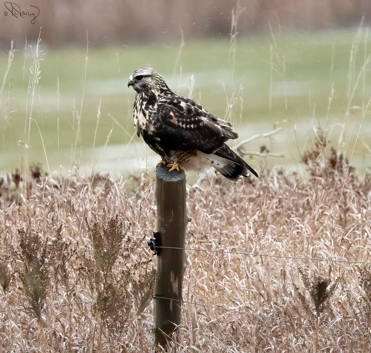 Rough-legged Hawk - ML391909511