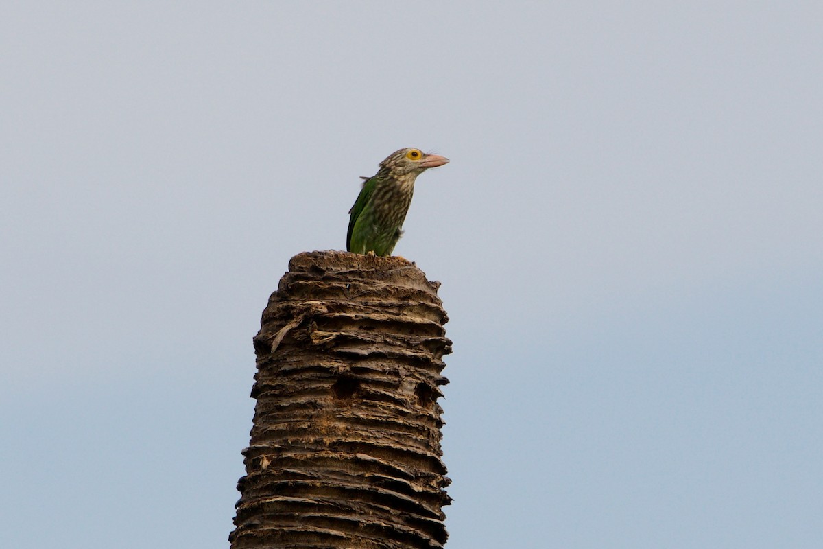Lineated Barbet - ML391912521