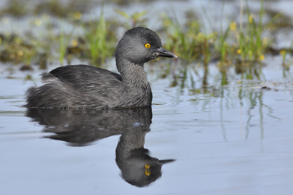 Least Grebe - Carlos Echeverría