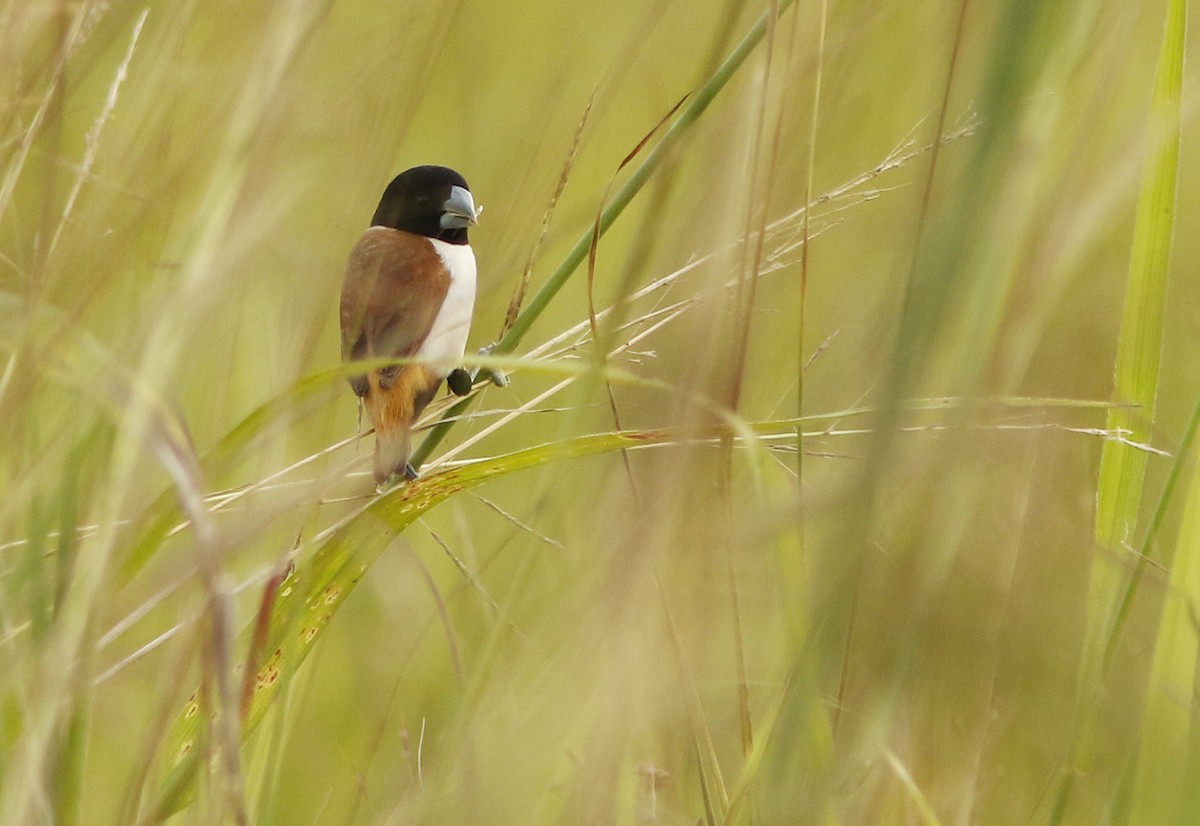Hooded Munia - David Beadle