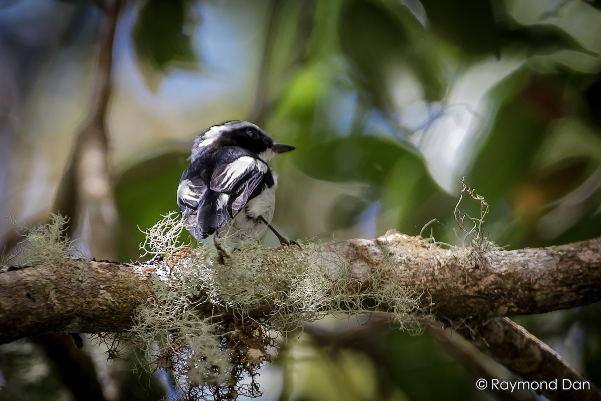 Little Pied Flycatcher - Raymond  Dan