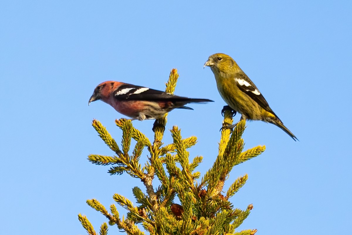 White-winged Crossbill - Mitch (Michel) Doucet