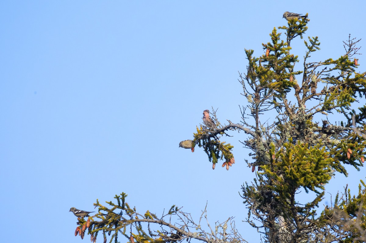 White-winged Crossbill - Mitch (Michel) Doucet
