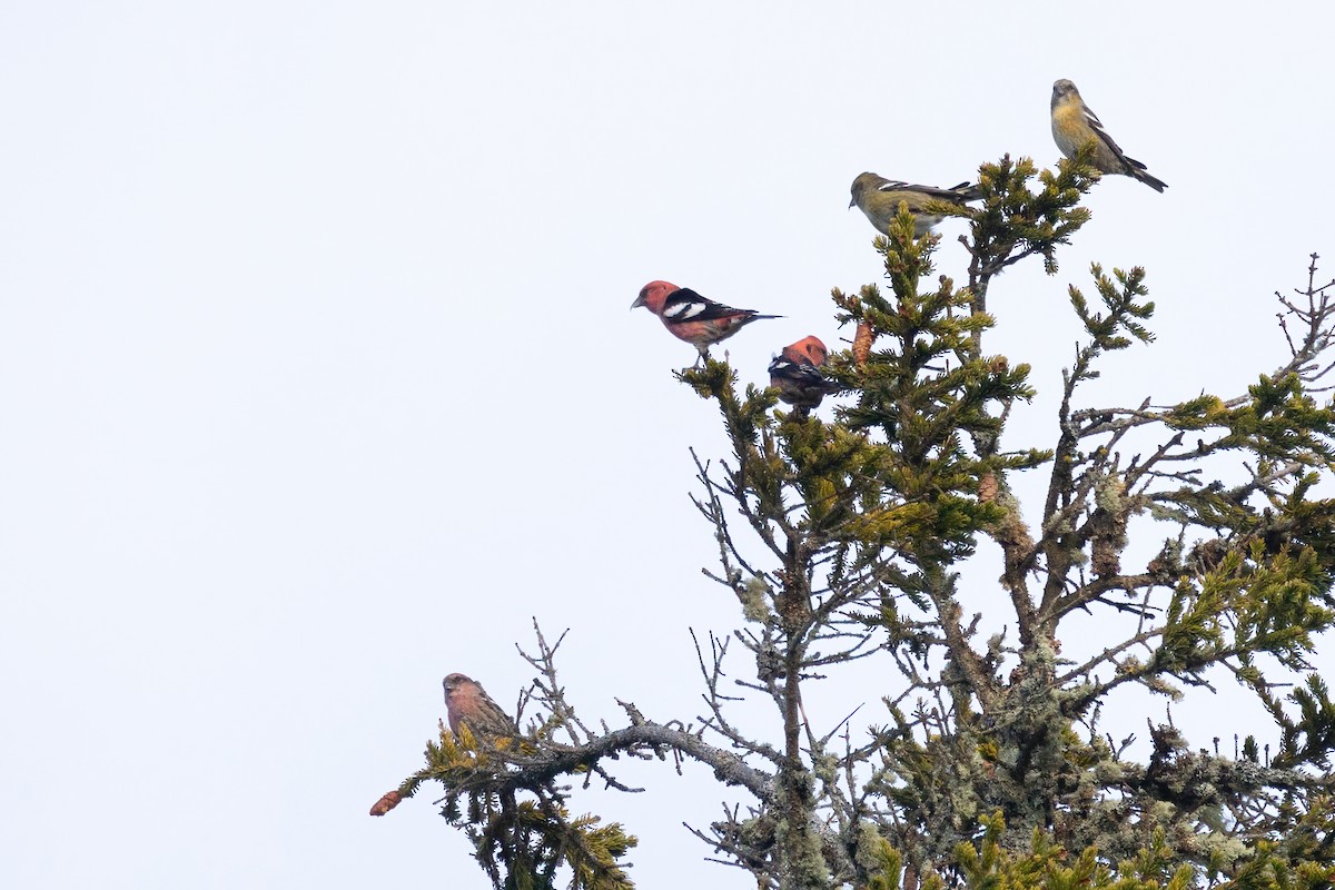 White-winged Crossbill - ML391914311