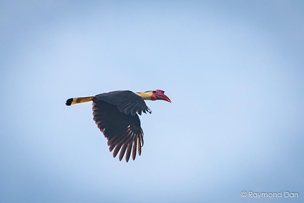 Writhed Hornbill - ML391914531