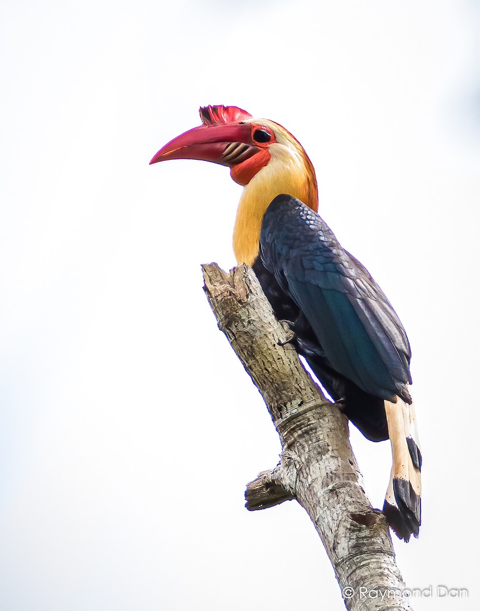Writhed Hornbill - ML391914541