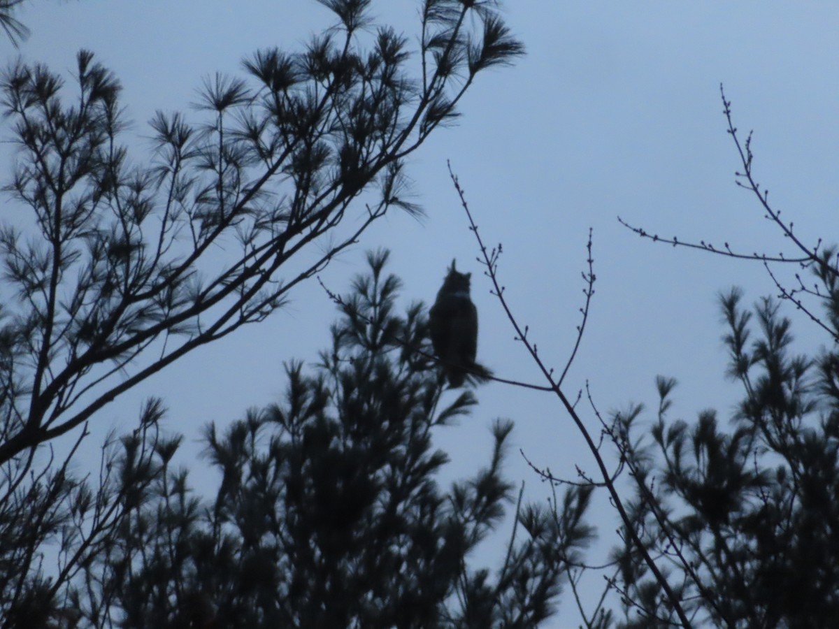 Great Horned Owl - ML391914811