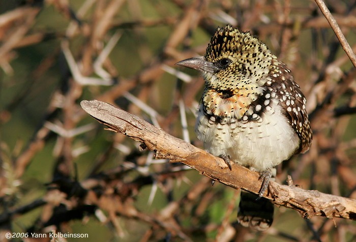 D'Arnaud's Barbet (Usambiro) - ML391915611