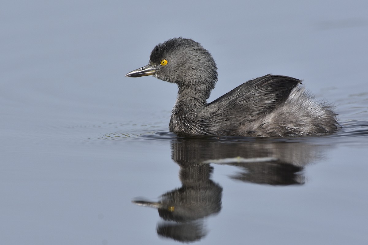 Least Grebe - Carlos Echeverría