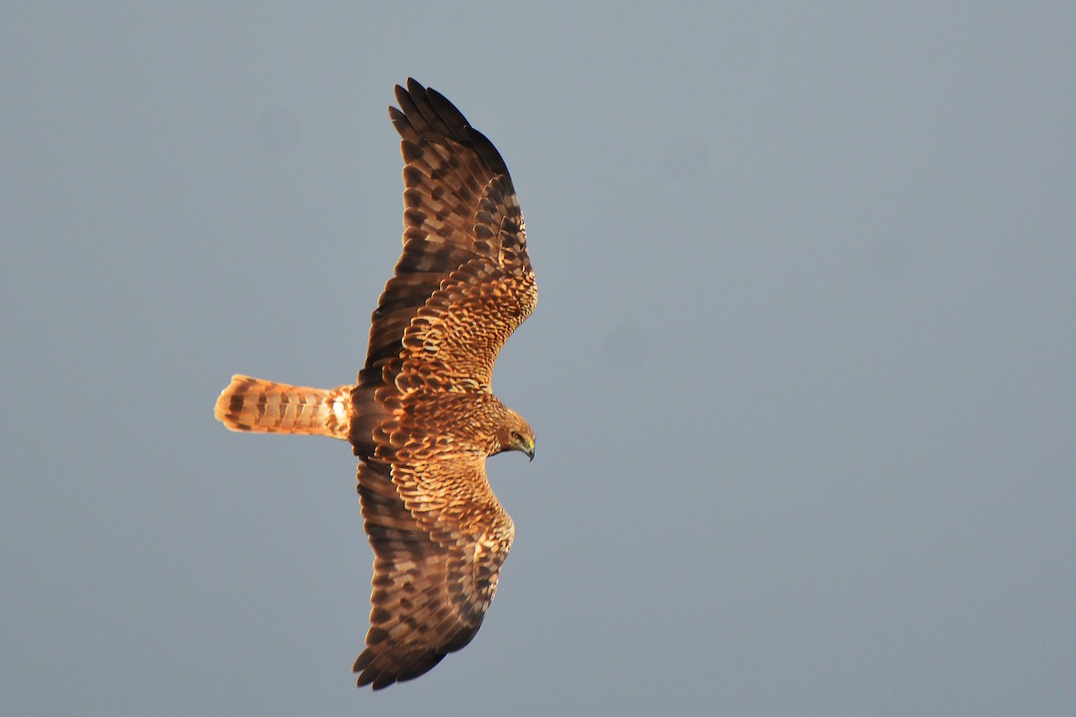 Eastern Marsh Harrier - ML391917631