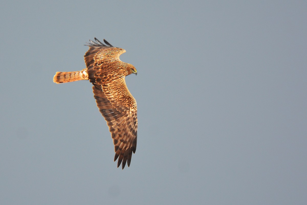 Eastern Marsh Harrier - ML391917641