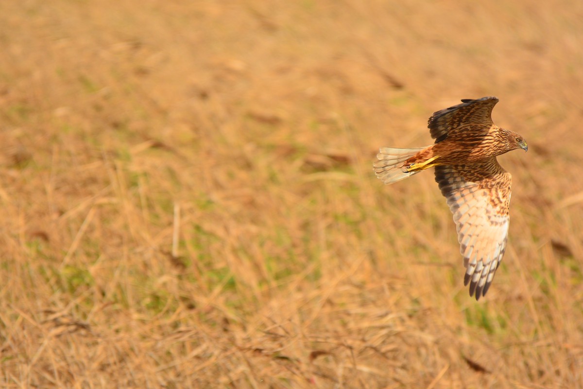 Eastern Marsh Harrier - ML391917711