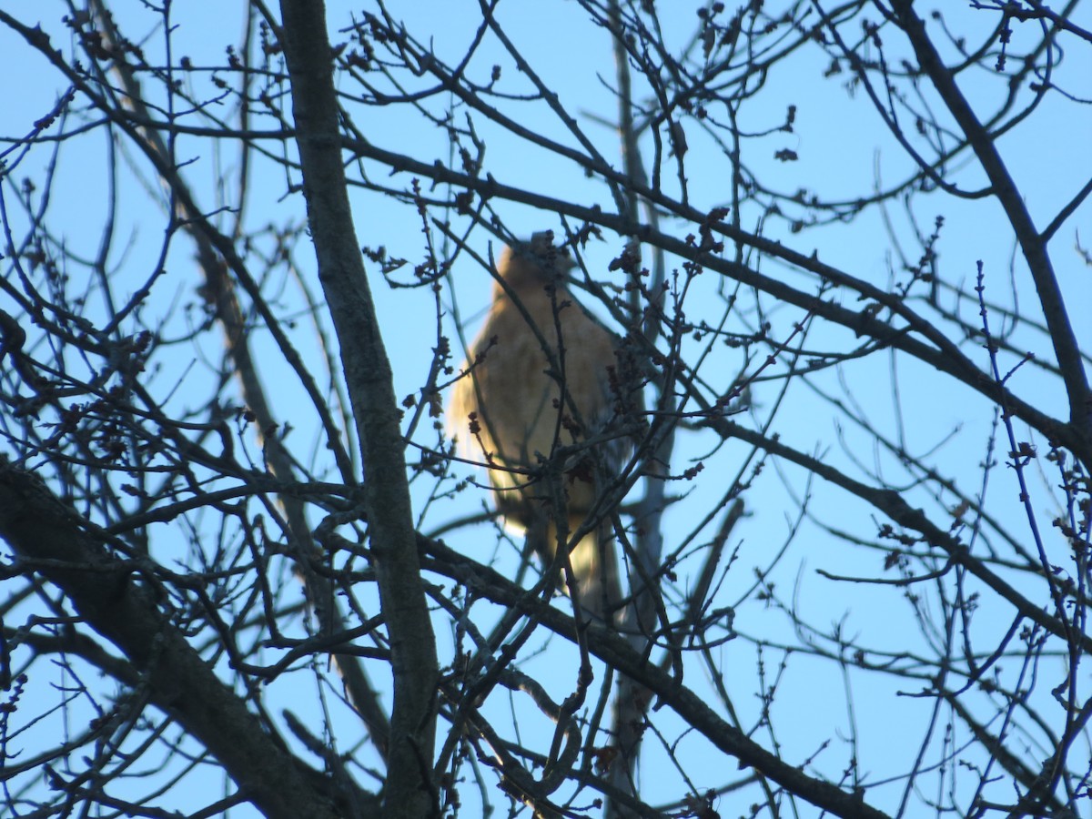 Красноплечий канюк - ML391921771