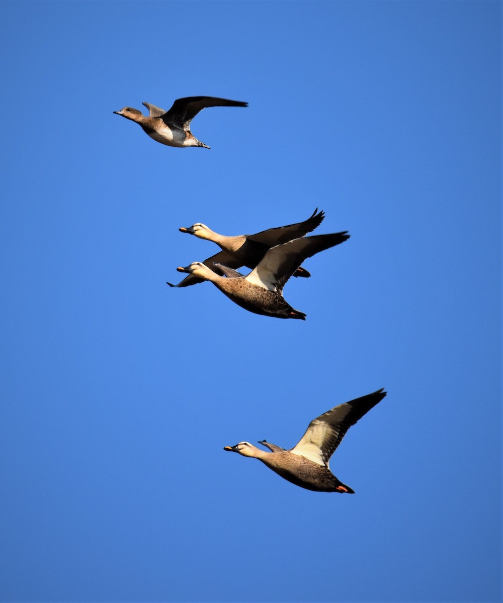 Eurasian Wigeon - ML391922121