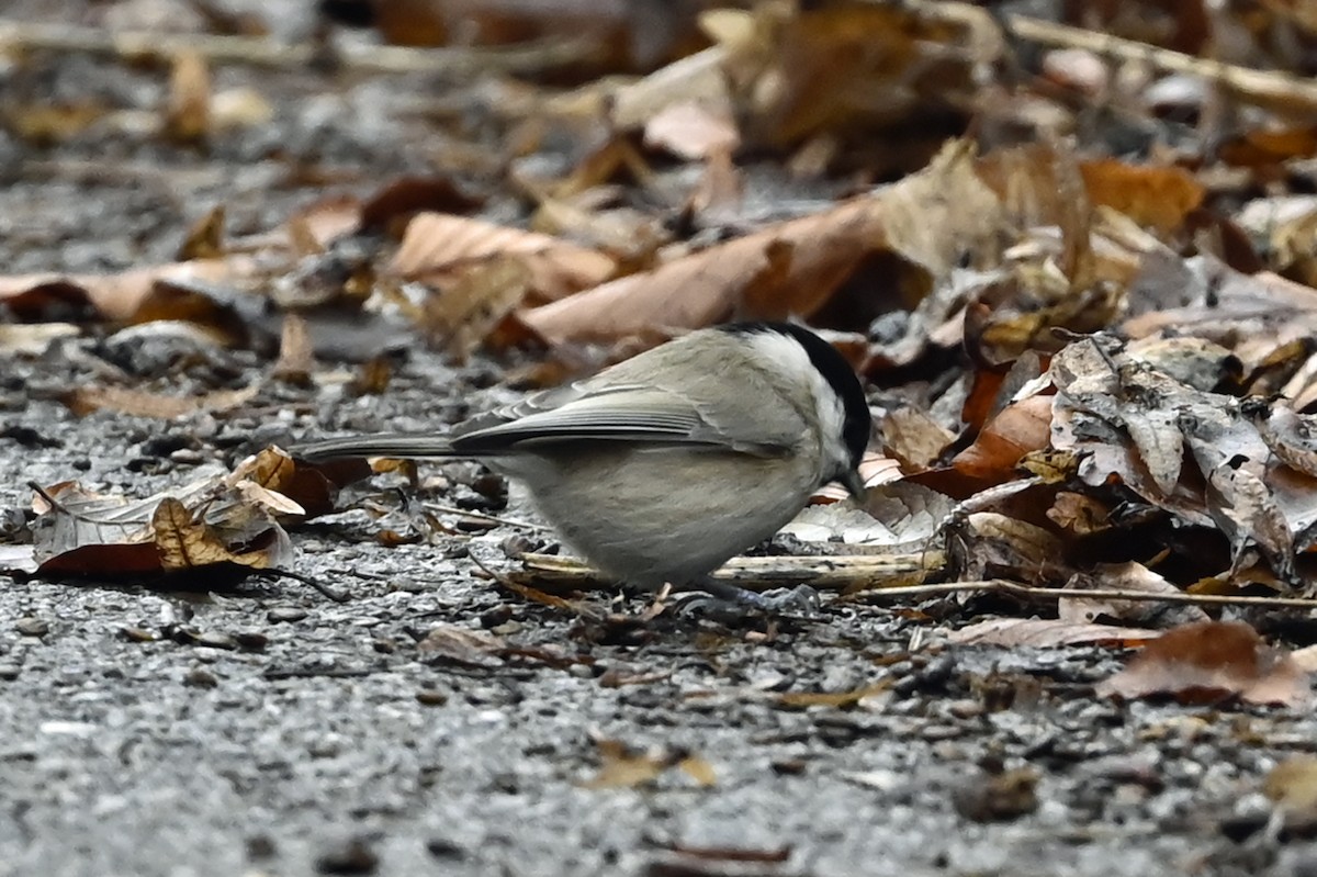 Mésange boréale - ML391924421