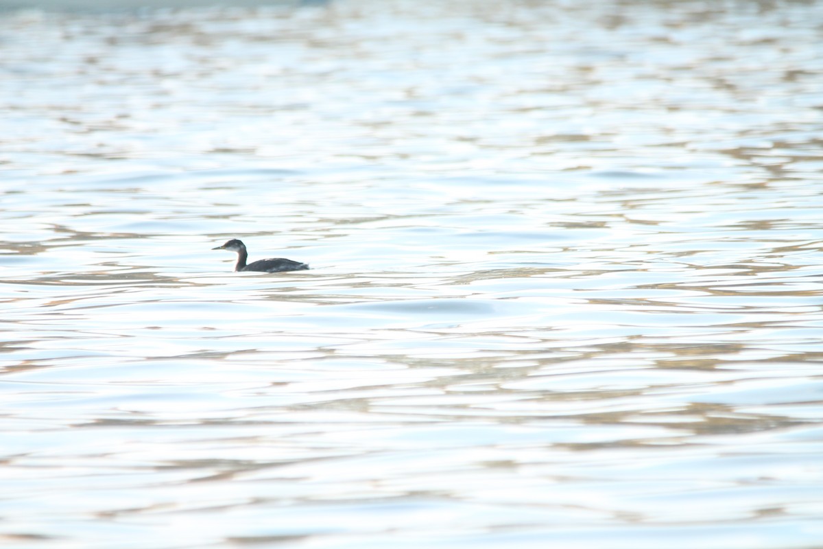 Red-necked Grebe - ML39192621