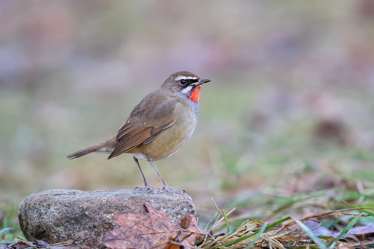 Siberian Rubythroat - ML391926371