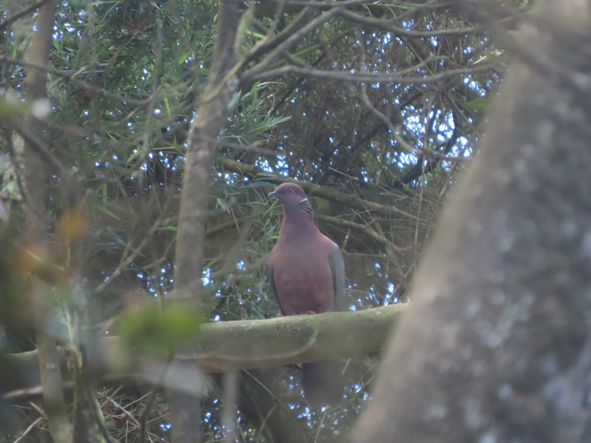 Chilean Pigeon - ML391926481