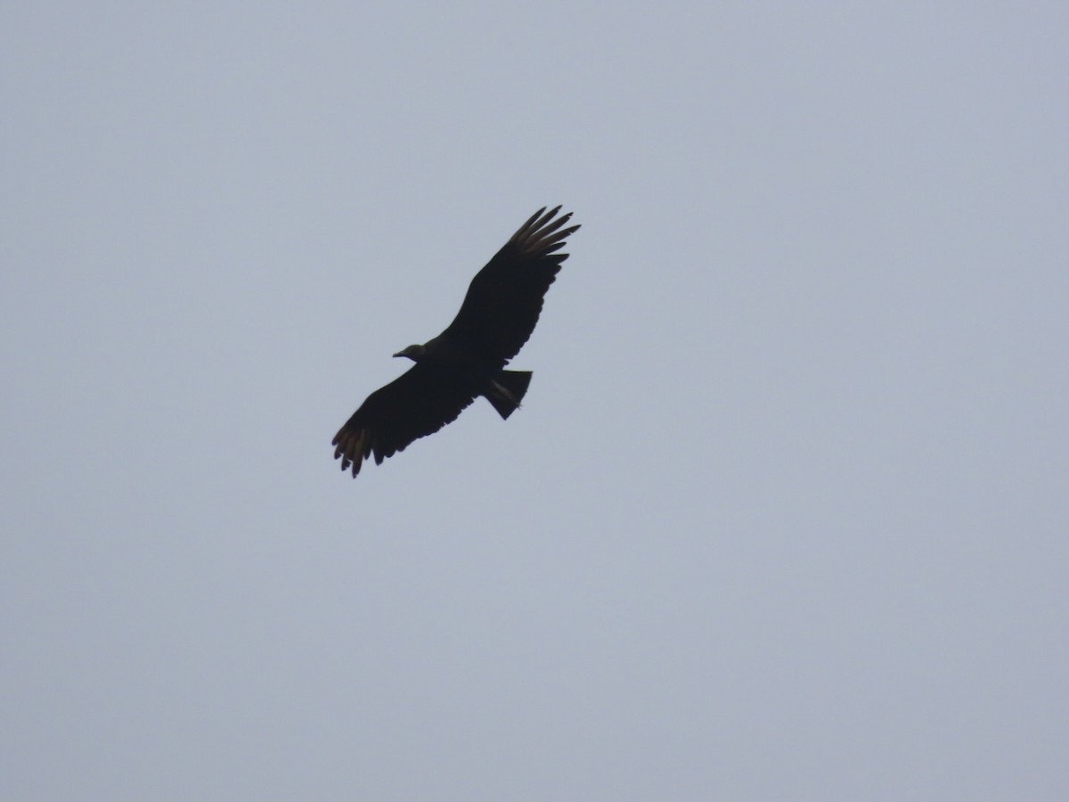 Black Vulture - ML391926551