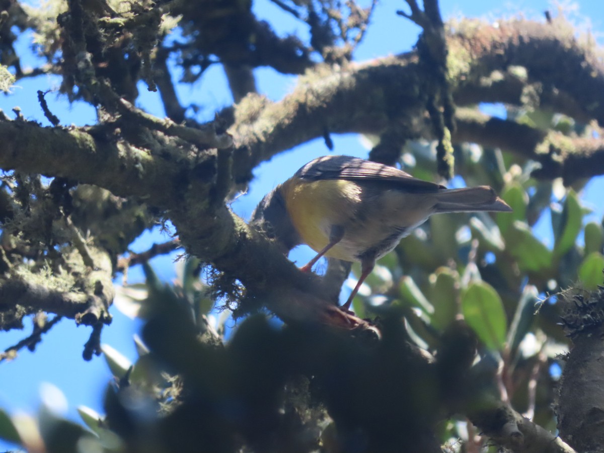 Gray-hooded Sierra Finch - ML391927141