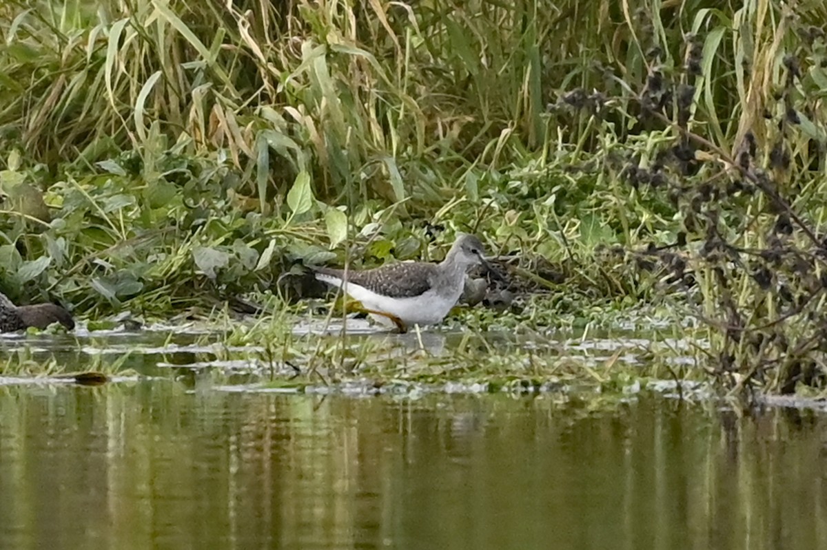 Lesser Yellowlegs - ML391928001