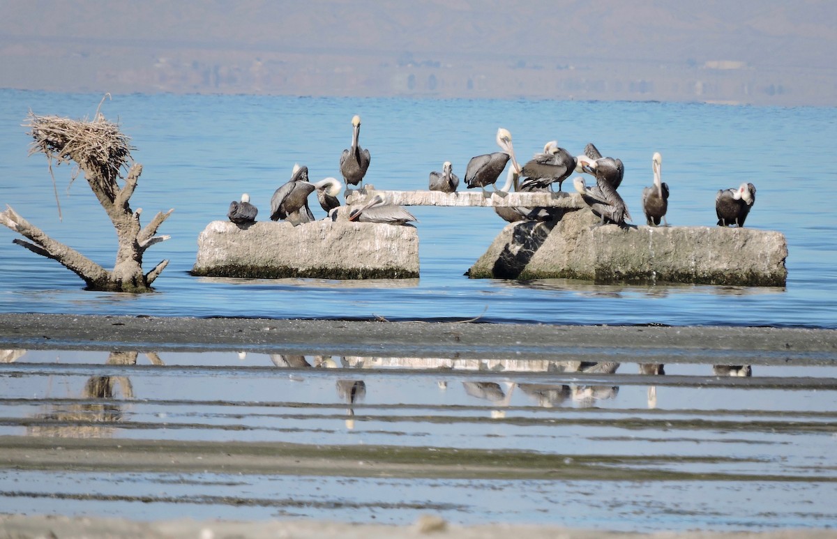 Brown Pelican - ML39192811