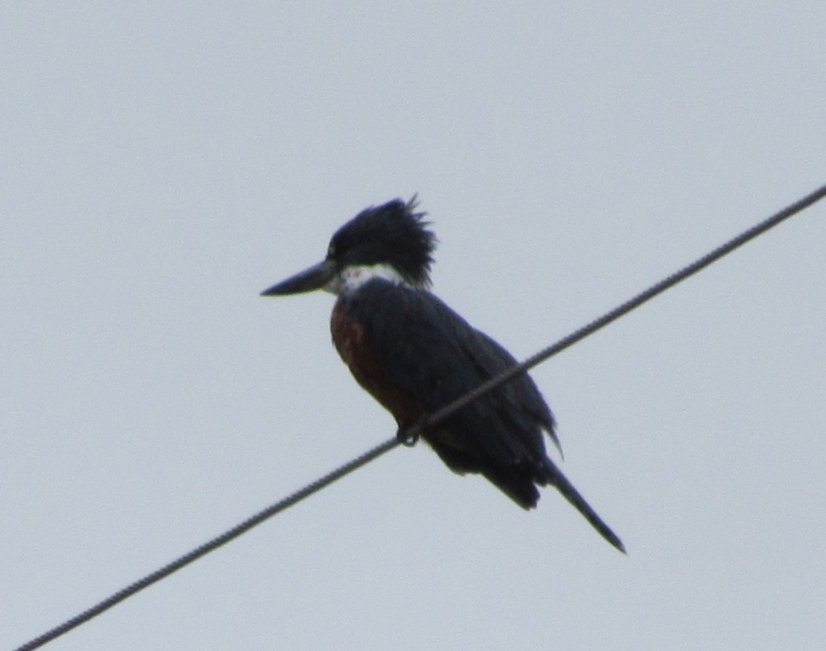 Ringed Kingfisher - ML391928161