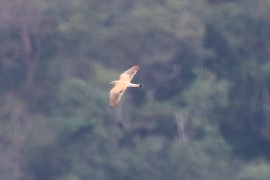 Eurasian Kestrel - ML391928701