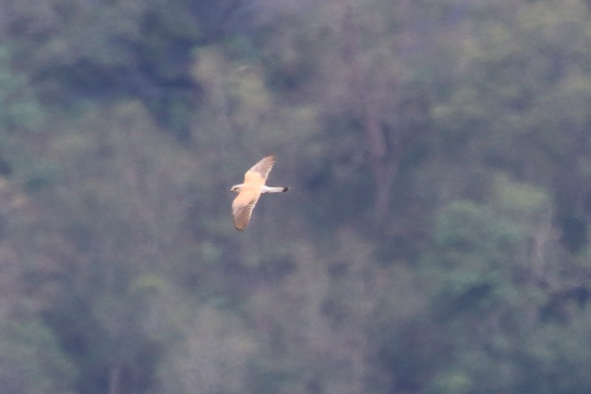 Eurasian Kestrel - ML391928721