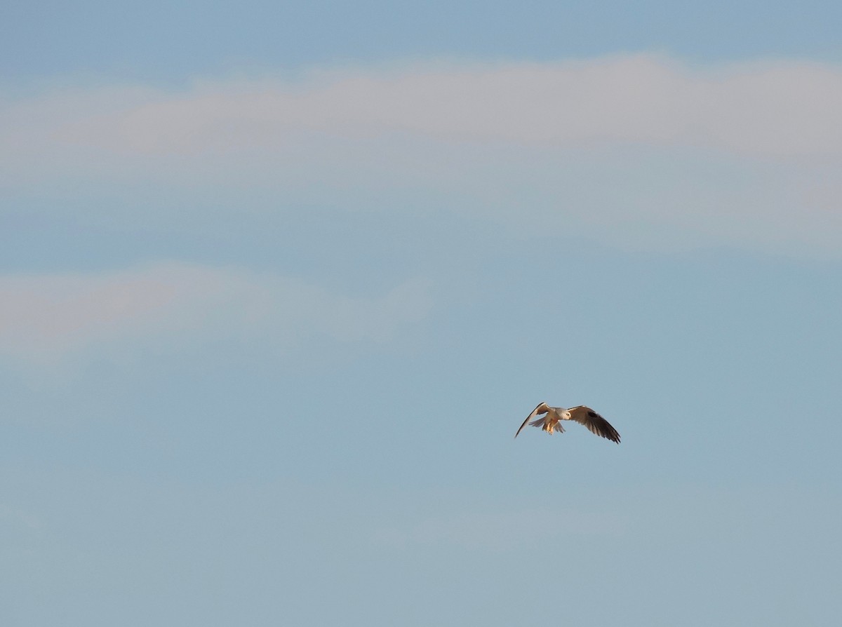 White-tailed Kite - Yvonne Burch-Hartley