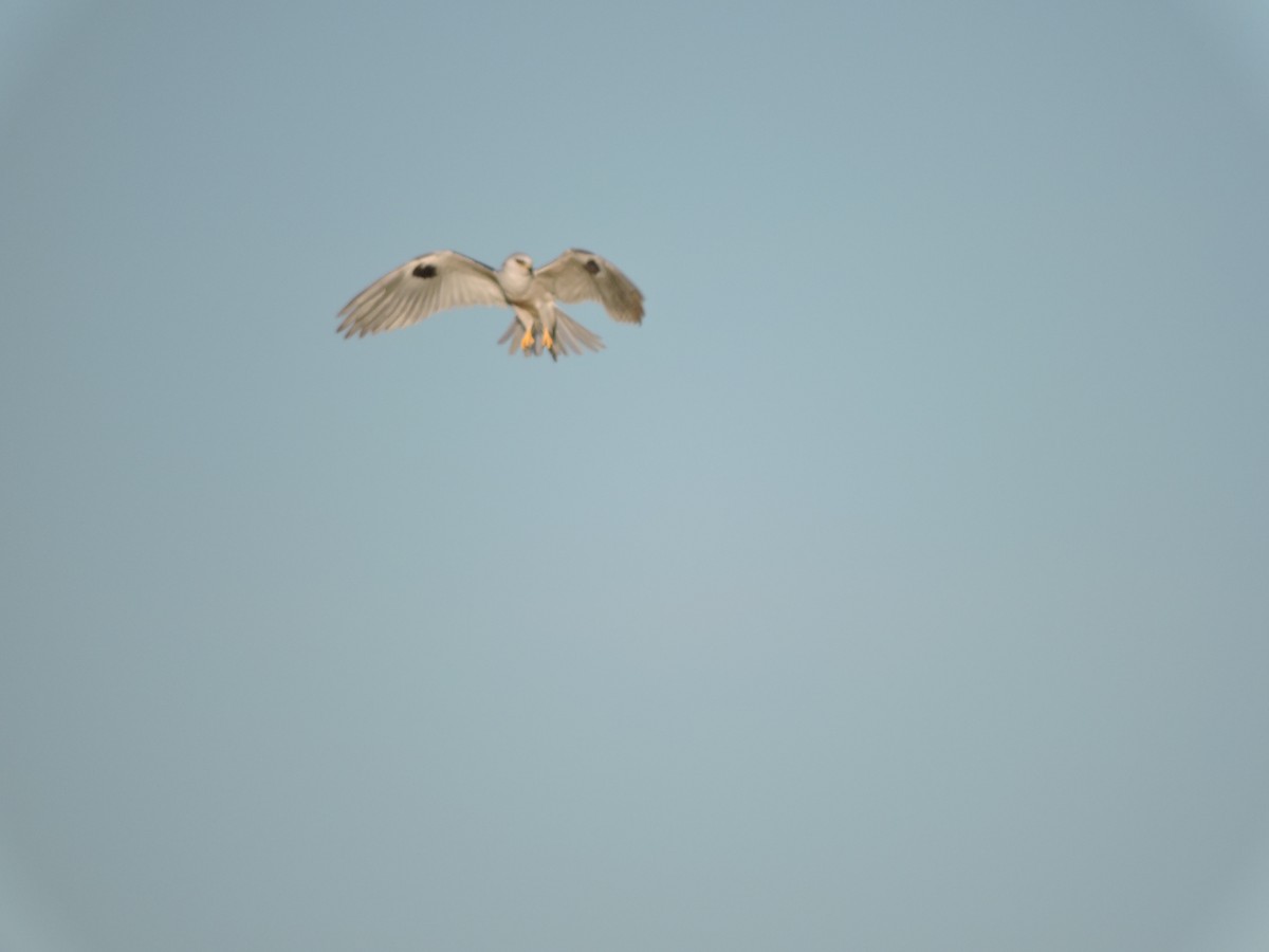 White-tailed Kite - Yvonne Burch-Hartley