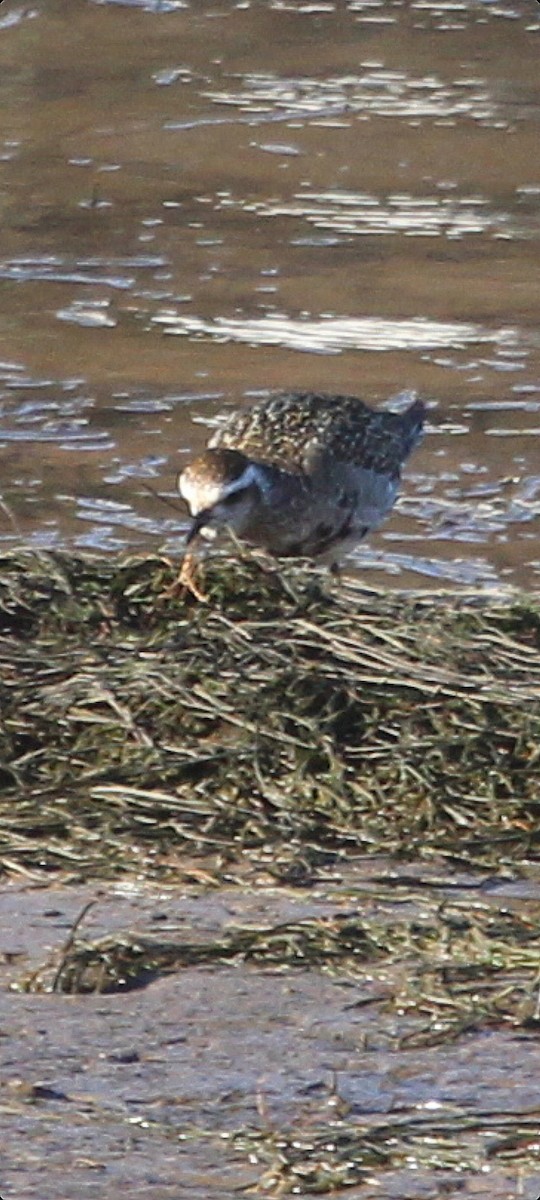 American Golden-Plover - ML391933561