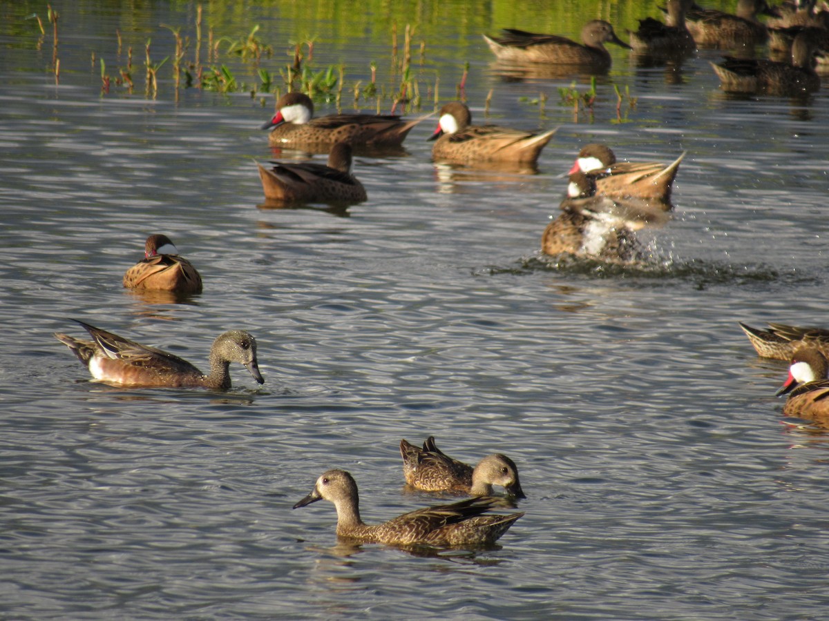 White-cheeked Pintail - ML39193391