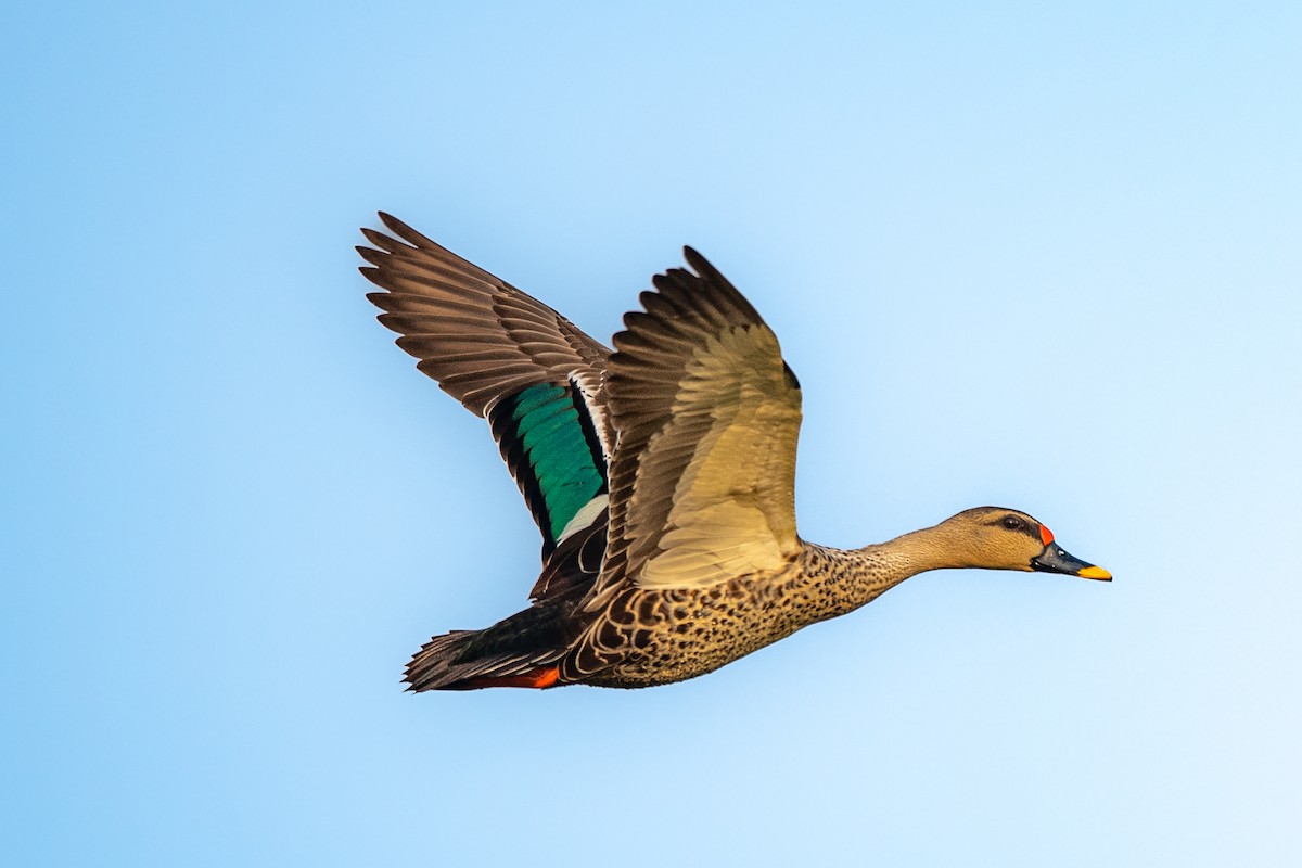 Indian Spot-billed Duck - Vivek Saggar