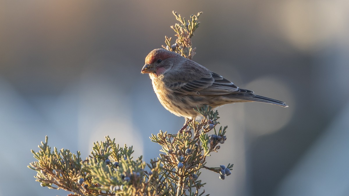 House Finch - ML391935301